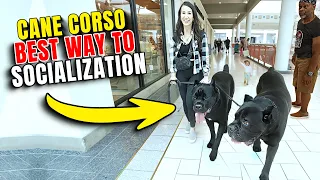 How To Socialize Your Cane Corso #canecorso #dog #dogtraining