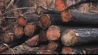 USFS salvaging more than 100M board feet of timber from 2017 burns