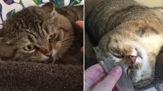 Rescue Scared and Sad Abandoned Cat who Hisses at the Foster Mom