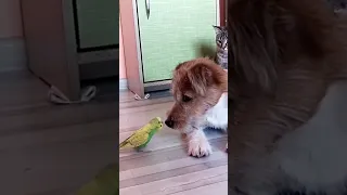 Поцелуй от попугая 🦜😘🐶