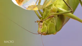 MACRO / Lumix DMC-FZ2000 / FZ2500 / FZH1 / Marumi +3 Achromat / Stilpnochlora couloniana / 4K