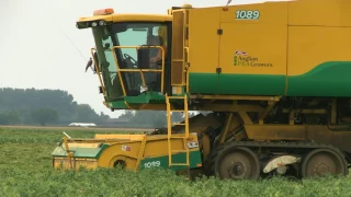 HARVESTING PEAS