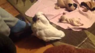 2 month old Umbrella Cockatoo goes crazy