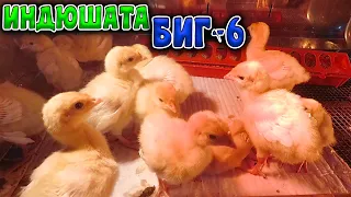 ИНДЮШАТА БИГ-6 на Даче // Новый БРУДЕР, КОРМ, ПРОПОЙКА