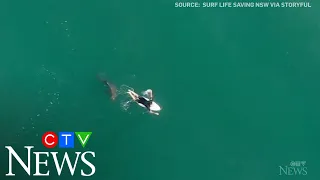 Pro surfer has close encounter with shark