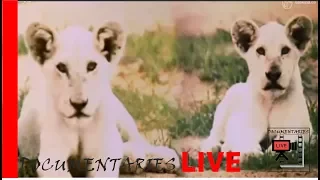 White Lions  - The King Of Kings | Documentaries Live | Full HD