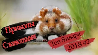 Приколы с животными! Ну очень смешные! Смешные животные!январь 2018 #2