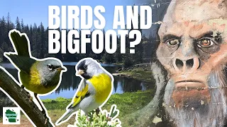 Birding Shaver Lake (Known Bigfoot Hotspot) in California!