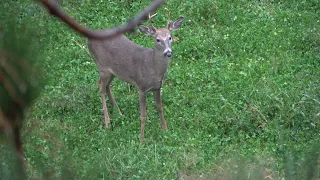 Wisconsin Bow Hunt | Bowhunting 2020