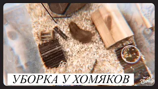 Все мои хомячки/ уборка у Хлои ❤️🐹🐹🐹