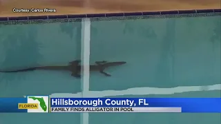 Alligator Found Swimming In Florida Family's Pool