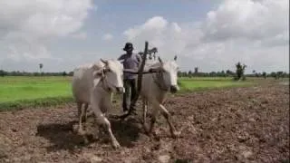 Slumstories: Cambodia - Living as a farmer in Cambodia