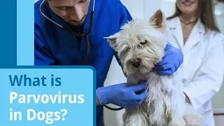 Parvovirus in Dogs: Causes, Symptoms, and Treatment Options