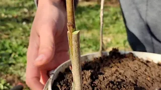 Easiest grafting technique: cleft grafting