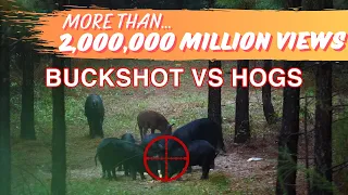 Buckshot vs HOGS | Population Control with 2 Shotguns