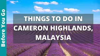 Cameron Highlands Malaysia Travel Guide: 13 Best Things to Do in Cameron Highlands