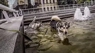 печальные попытки хаски стать плавцом