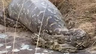 Amazing Giant Snake Eat Cow You Will Be Shocked When You See It