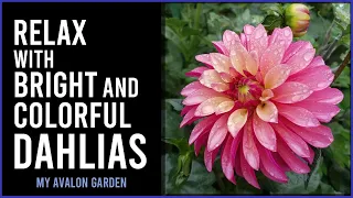 Relax with Bright and Colorful Dahlias | My Avalon Garden