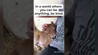 Cute Baby Cow Taking a Nap In Rescuers Lap ❤️🐮 #shorts #youtubeshorts #cow