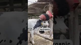 Modern automatic cow farming technology.