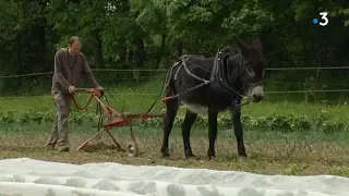 Travaux des champs, quand le tracteur laisse sa place aux animaux