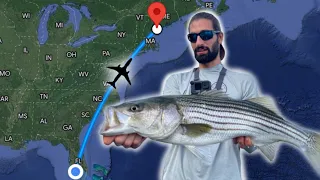 Fly in fishing | Maine Striped bass