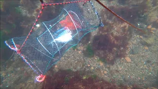 GoPro Camera in a Lobster Trap