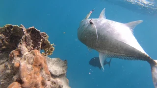 GT fishing Rarotonga TOPWATER