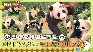 [TV 동물농장 레전드] 🐼판다 2세 프로젝트🐼...였는데... 몰래 온 ‘러바오’에 극대노한 ‘아이바오’🔥 #TV동물농장 #AnimalFarm #SBSstory