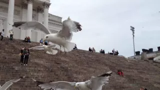 Голодные финские чайки. ЖЕСТЬ!!!