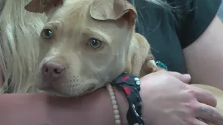 Anonymous call saves puppy's life in Vermilion County