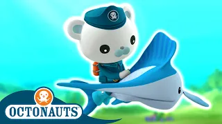 Octonauts - Ocean Races | Sports Special! | Cartoons for Kids | Underwater Sea Education