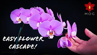 How to shape a Flower Cascade on your Phalaenopsis Orchid spike! - Orchid Care for Beginners