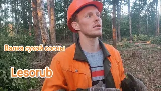 Валка сухова дерева бензопилой Stihl MS 361