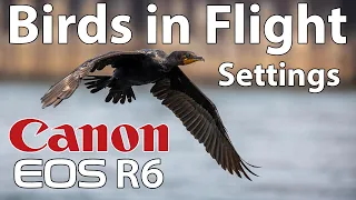 Canon R6 • Bird in Flight • Settings • 800mm 4K