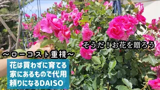 【ほぼタダ】庭の花だけのフラワーギフト🎁/センスなし🔰でもなんとかなる！