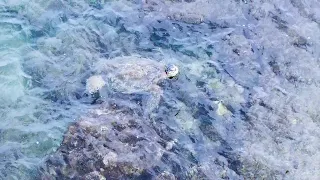 Heavenly Honu - The Hawaiian Green Sea Turtle