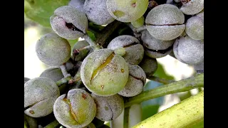Identifying and Treating Grape Vine Diseases: powdery mildew of grapes | powdery mildew treatment