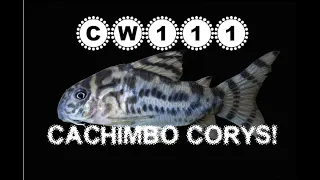 Corydoras CW111 - zebrina Cory or vulcan Cory, the most expensive Corydoras catfish