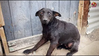 Abandoned Dog Needs Second Chance!