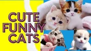FUNNY CAT MEMES COMPILATION OF  2022  funny cats
