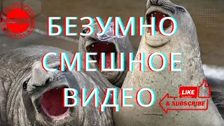 БЕЗУМНО СМЕШНЫЕ ЖИВОТНЫЕ ЛЮТЫЕ ПРИКОЛЫ 2022  СМЕШНЫЕ КОШКИ и СОБАКИ ЛУЧШИЕ ПРИКОЛЫ ПРО ЖИВОТНЫ