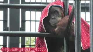 Uran Hammock Seminar. Nonhoi Park Toyohashi General Animal and Botanical Park. Sumatra Orangutan