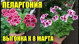 Пеларгония/герань к 8 марта. Массовое черенкование!