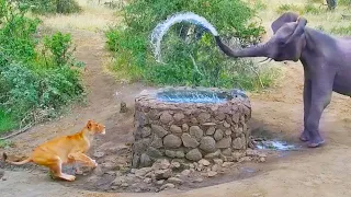 Elephant Sprays Water at Lion