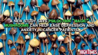 Study: Magic Mushrooms Can Ease Depression In Cancer Patients