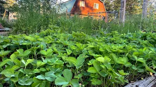 1.5 Acre Garden Tour July 2022 | North Idaho Garden