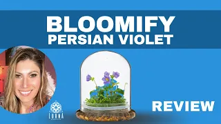 Bloomify Persian Violet with Sundew Moss - Live Flower Terrarium in Self Sustaining Glass - REVIEW