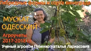 Мускат одесский- технический сорт винограда (Пузенко Наталья Лариасовна)